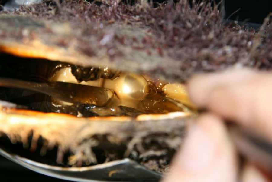 Cygnet Bay Pearl Farm Behind-the-Scenes Tour & Live Harvest - Key points to know before you go