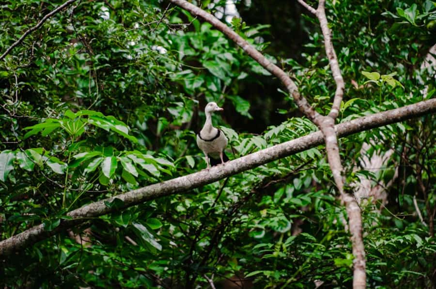 Daintree: Guided Daintree River Wildlife Cruise - Key points to know before you go