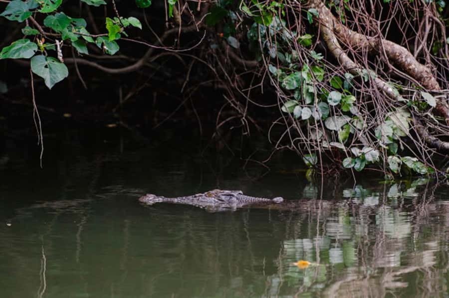 Daintree: Guided Daintree River Wildlife Cruise - Why the Daintree River makes a good wildlife stop
