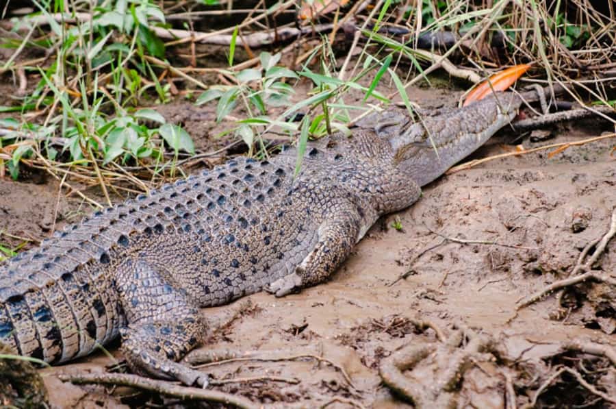 Daintree: Guided Daintree River Wildlife Cruise - One hour on the Daintree River