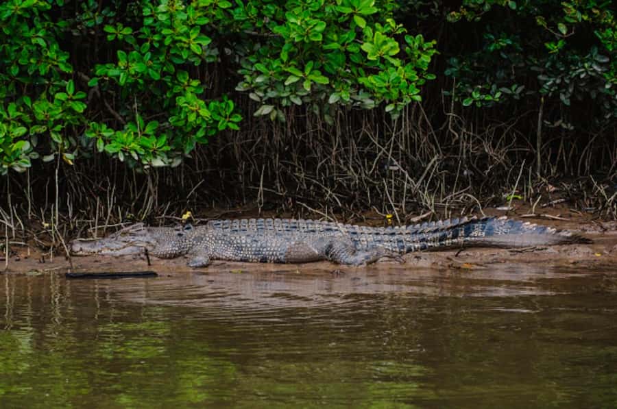 Daintree: Guided Daintree River Wildlife Cruise - How much value do you get for $28?