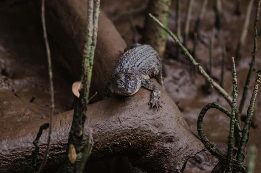 Daintree: Guided Daintree River Wildlife Cruise - What the cruise does not promise