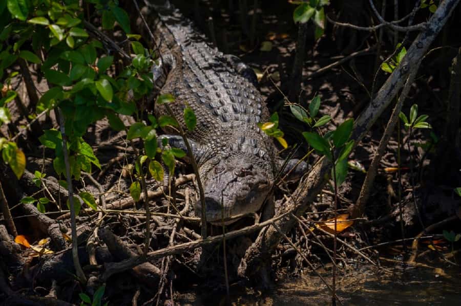Daintree: Guided Daintree River Wildlife Cruise - Booking flexibility and practical details