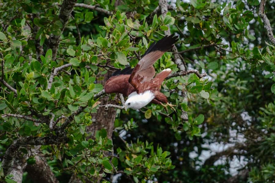 Daintree: Guided Daintree River Wildlife Cruise - Starting at Bruce Belcher’s private wildlife facility