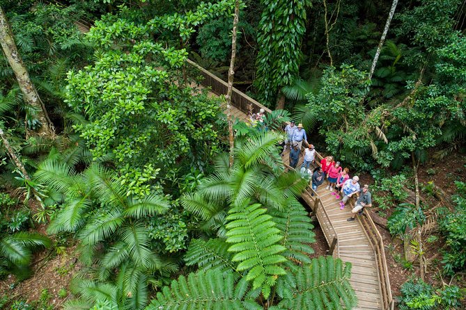 Daintree Rainforest and Cape Tribulation Full Day Tour - Why this Daintree day trip works