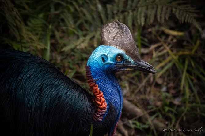 Daintree Rainforest, Mossman Gorge Small-Group from Port Douglas - The Daintree River cruise adds wildlife to the day