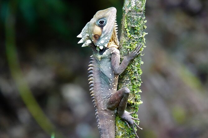 Daintree Rainforest, Mossman Gorge Small-Group from Port Douglas - Noah Valley offers the most personal forest walk