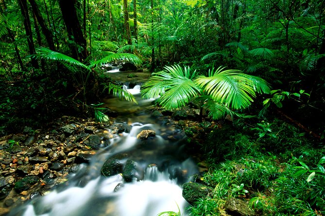 Daintree Rainforest, Mossman Gorge Small-Group from Port Douglas - The ice cream stop is optional, but fun