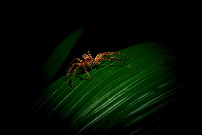 Daintree Rainforest Night Walk in Cape Tribulation - Key points to know before you go