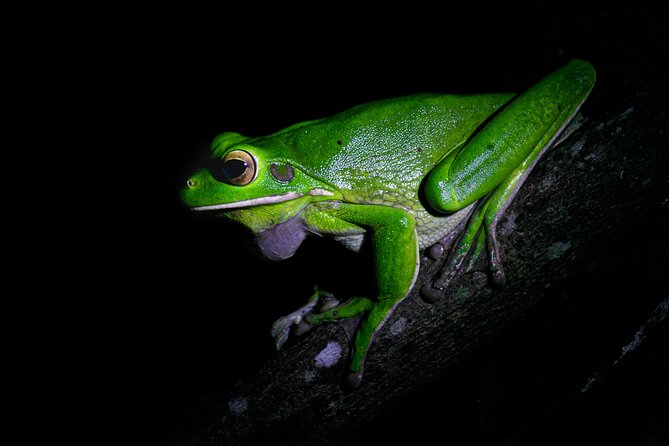 Daintree Rainforest Night Walk in Cape Tribulation - Why the Daintree is worth seeing at night