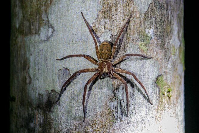 Daintree Rainforest Night Walk in Cape Tribulation - Following the trail beneath the canopy