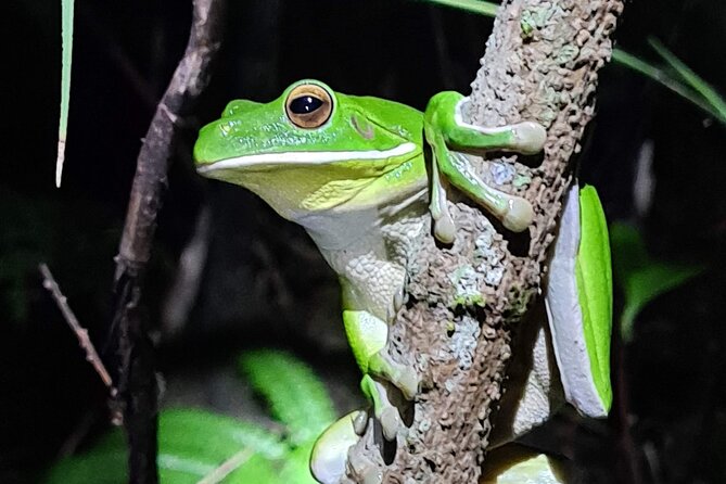 Daintree Rainforest Night Walk in Cape Tribulation - Wildlife you might find after sunset