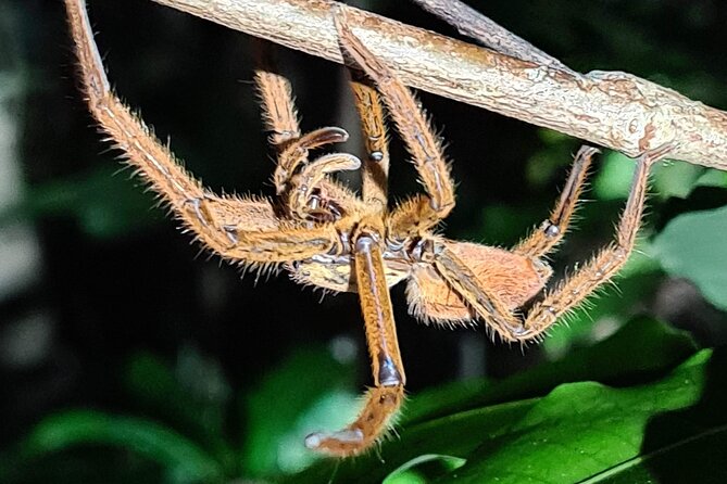 Daintree Rainforest Night Walk in Cape Tribulation - Is $39.45 good value for 90 minutes?