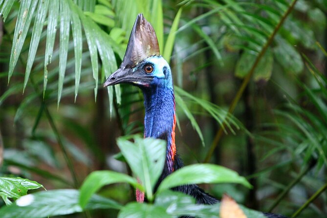 Daintree Rainforest Night Walk in Cape Tribulation - Who should book this Cape Tribulation night walk?