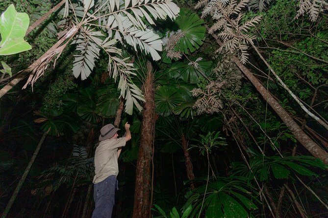 Daintree Rainforest Night Walk in Cape Tribulation - Meeting at Ferntree Rainforest Lodge in Cape Tribulation