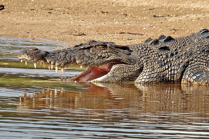 Daintree River Cruise - What you may see from the boat