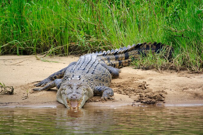 Daintree River Cruise - Why the scenery deserves as much attention as the crocodiles