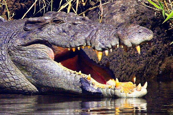 Daintree River Cruise - The guides are part of the experience