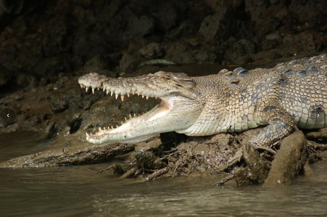 Daintree River Cruise - Wildlife luck and honest expectations