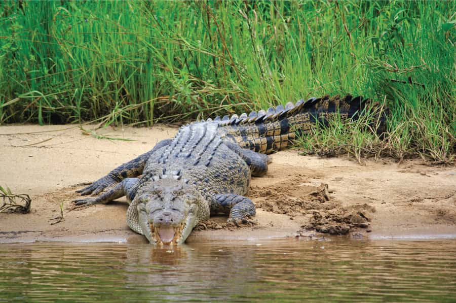 Daintree: River Rainforest Crocodile & Wildlife Cruise (DV) - Key points before you book