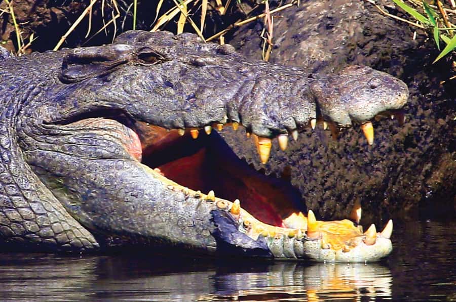 Daintree: River Rainforest Crocodile & Wildlife Cruise (DV) - Is the Daintree crocodile cruise worth booking?