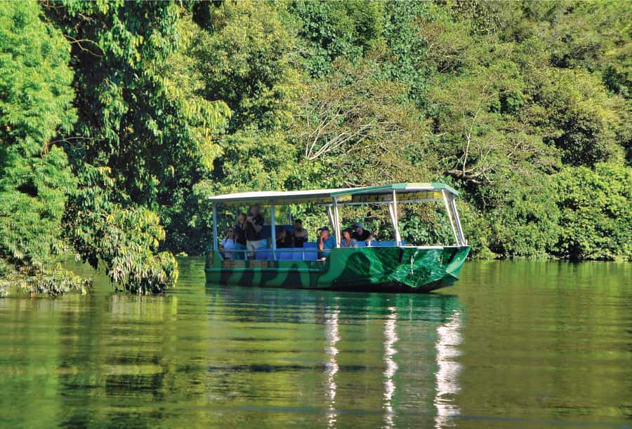 Daintree: River Rainforest Crocodile & Wildlife Cruise (DV) - What a Daintree River cruise is really like