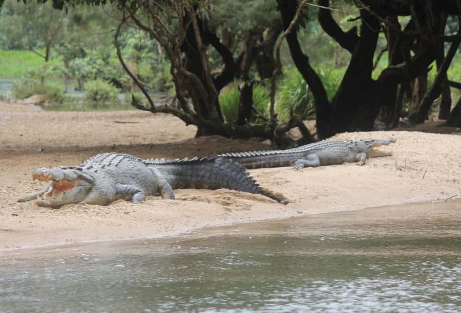 Daintree: River Rainforest Crocodile & Wildlife Cruise (DV) - Why the guides matter more than the boat