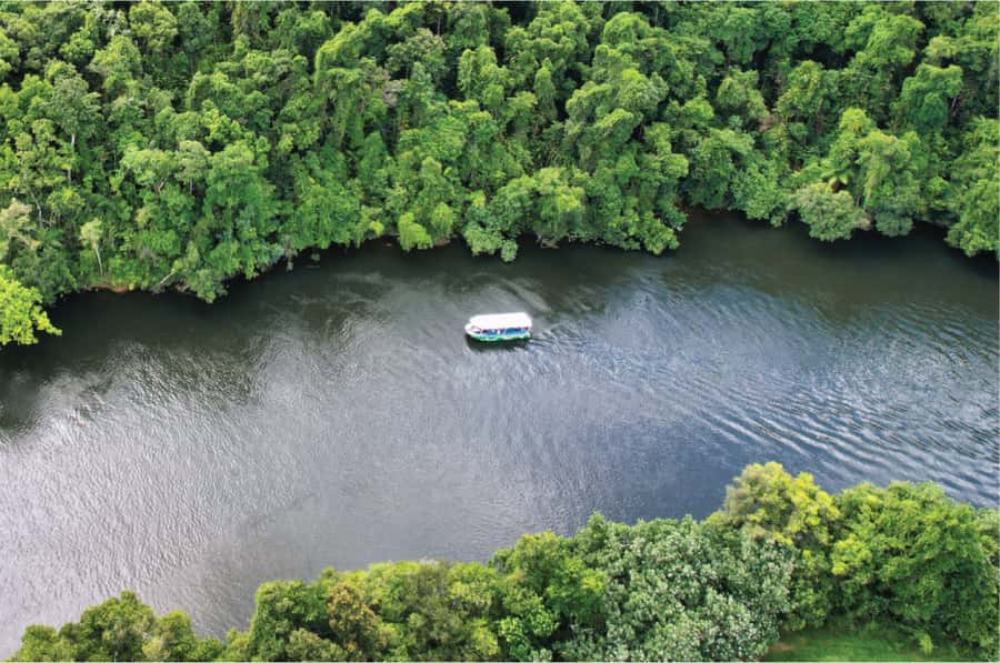Daintree: River Rainforest Crocodile & Wildlife Cruise (DV) - Weather, tides, and the crocodile odds