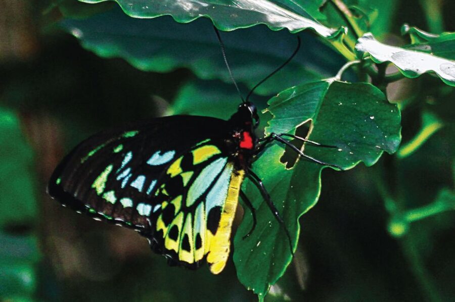 Daintree: River Rainforest Crocodile & Wildlife Cruise (DV) - Price and the value of using both routes