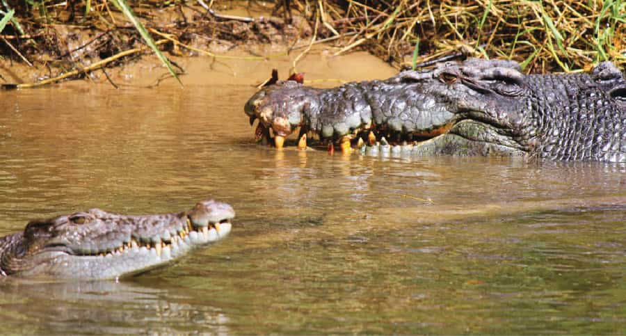 Daintree River Rainforest: Crocodile & Wildlife Cruises (DG) - Key points to know before you go