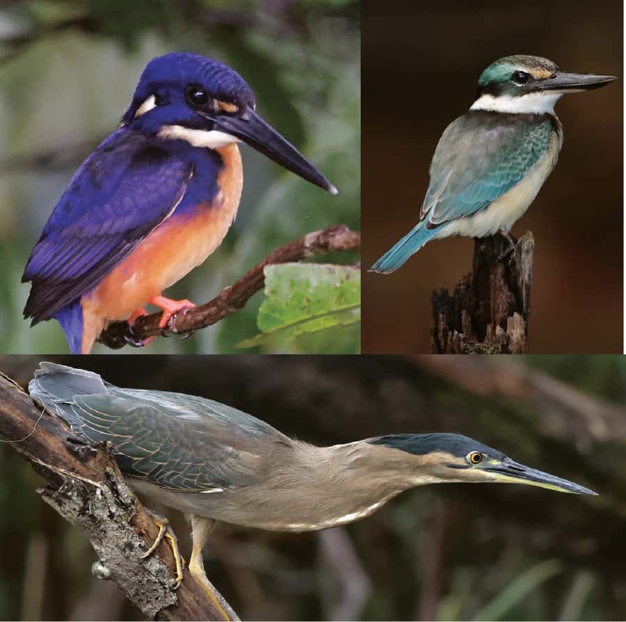 Daintree River Rainforest: Crocodile & Wildlife Cruises (DG) - One hour through the Lower Daintree