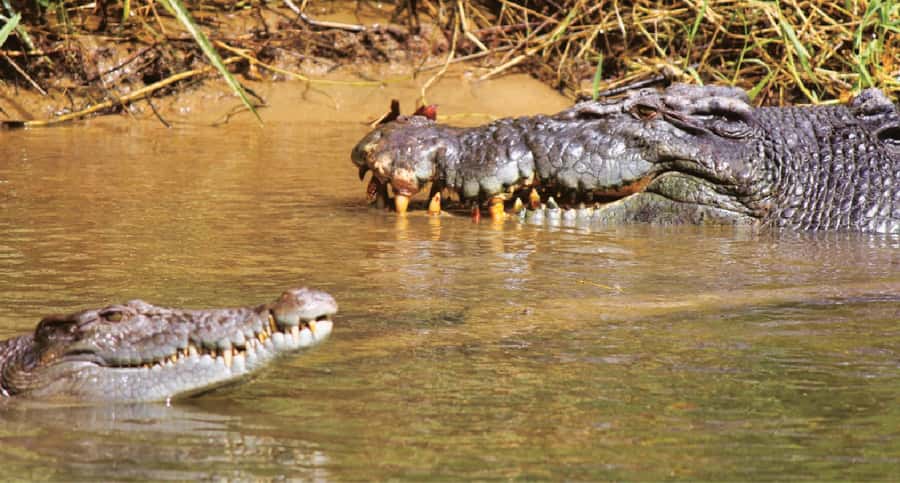 Daintree River Rainforest: Crocodile & Wildlife Cruises (DG) - The Upper Daintree option near Daintree Village