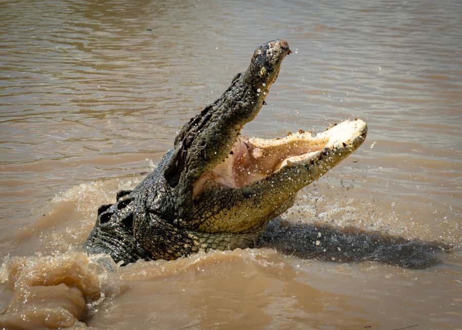 Darwin: Adelaide River Cruises, Jumping Crocodile Experience - The moment a saltwater crocodile leaves the river