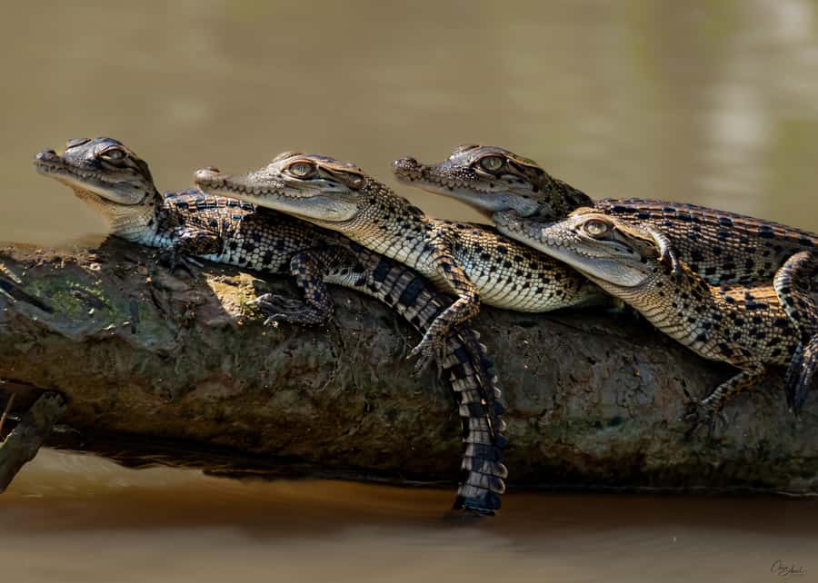 Darwin: Adelaide River Cruises, Jumping Crocodile Experience - Why the Adelaide River setting matters