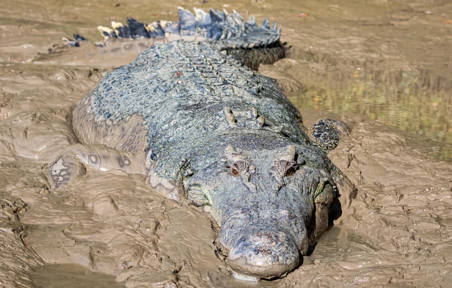 Darwin: Adelaide River Cruises, Jumping Crocodile Experience - Guides make the short cruise work