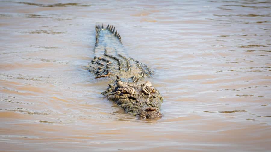 Darwin: Adelaide River Cruises, Jumping Crocodile Experience - What the crocodile encounter feels like