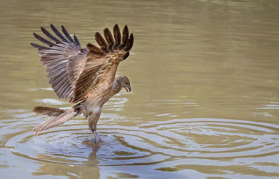 Darwin: Adelaide River Cruises, Jumping Crocodile Experience - Practical details before you go