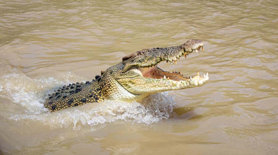 Darwin: Adelaide River Cruises, Jumping Crocodile Experience - A one-hour route with very little wasted time