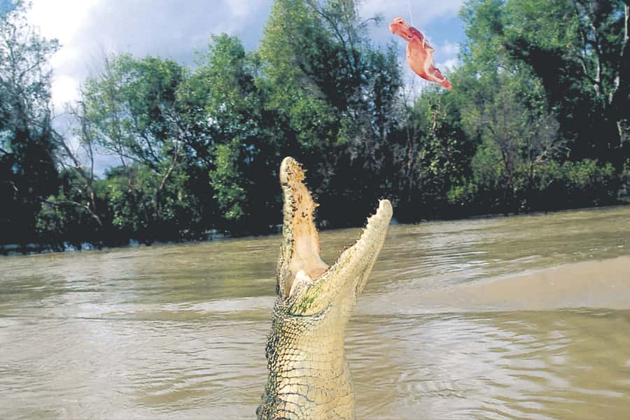 Darwin: Adelaide River Half-Day Jumping Crocs Cruise - The Adelaide River crocodile show