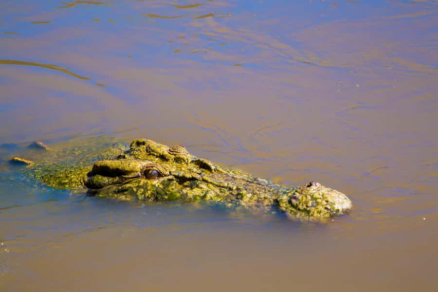 Darwin: Adelaide River Half-Day Jumping Crocs Cruise - Is $119 good value?