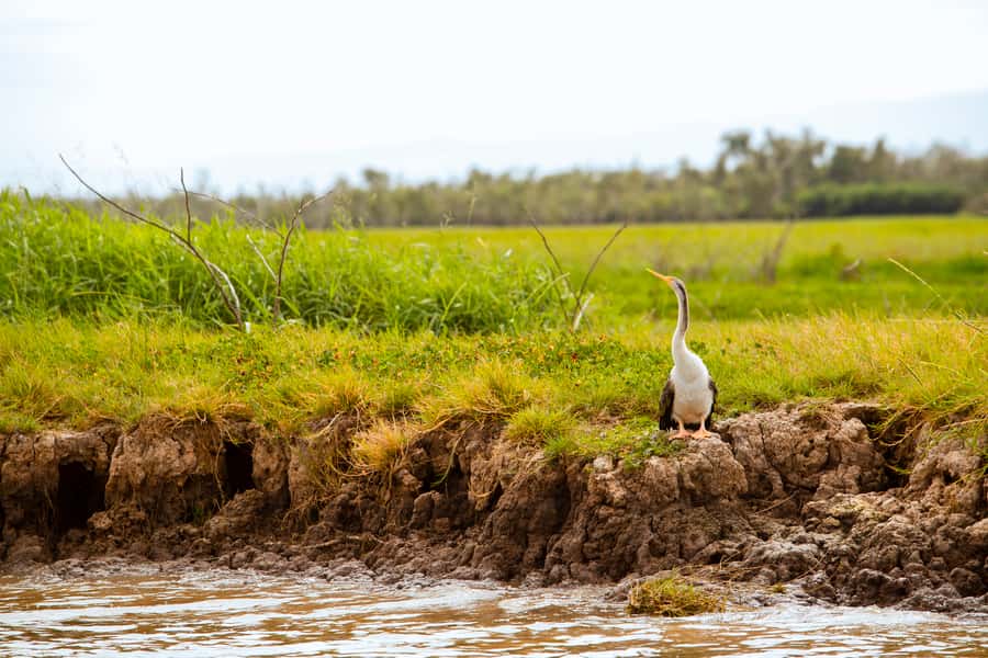 Darwin: Adelaide River Half-Day Jumping Crocs Cruise - Who should book this Darwin outing?