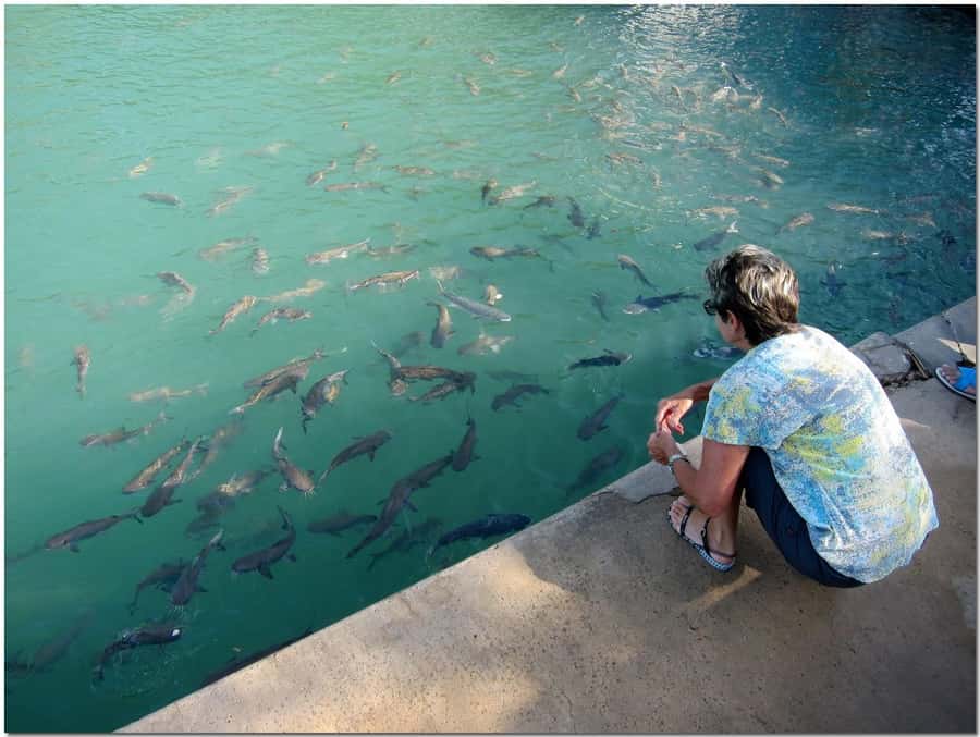 Darwin: Aquascene Fish Feeding Experience - Key points to know before you go