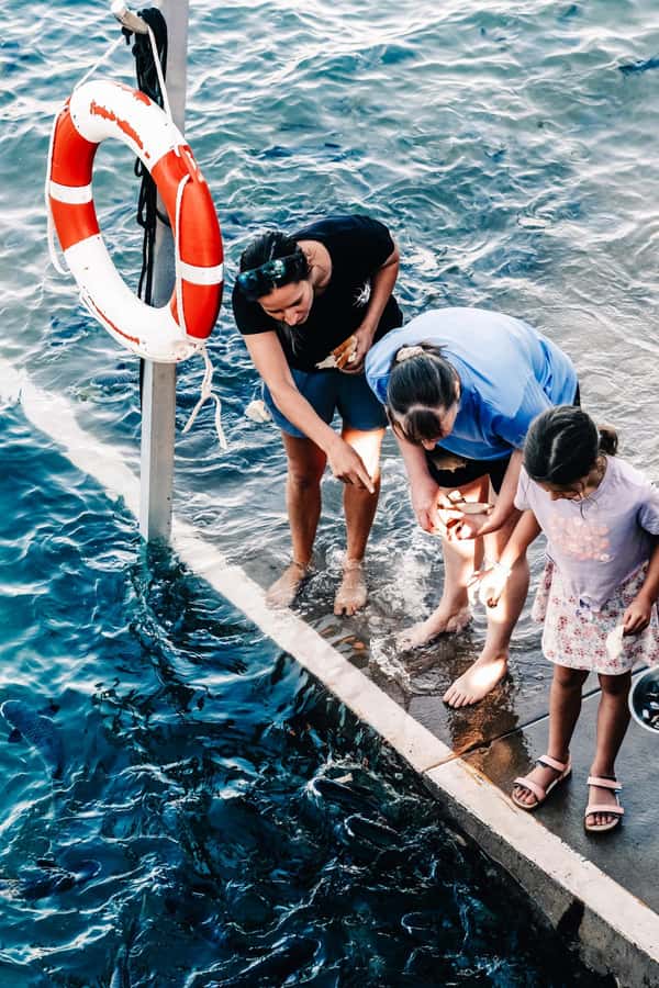Darwin: Aquascene Fish Feeding Experience - Why Darwin’s high tide brings the fish in