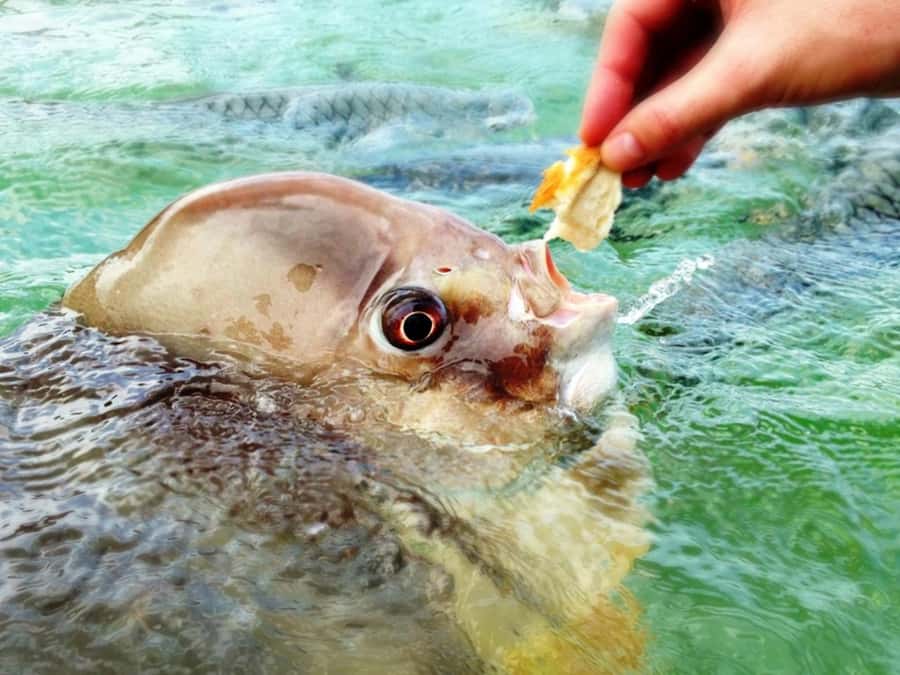 Darwin: Aquascene Fish Feeding Experience - Barramundi, cod, and the occasional ray