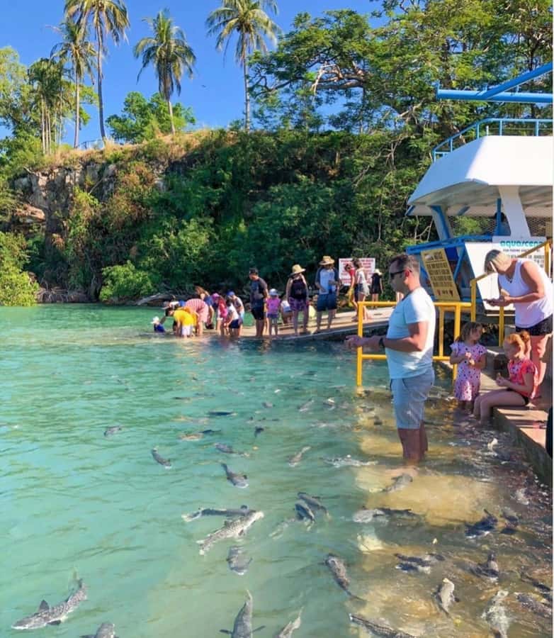 Darwin: Aquascene Fish Feeding Experience - Who will enjoy Aquascene most?