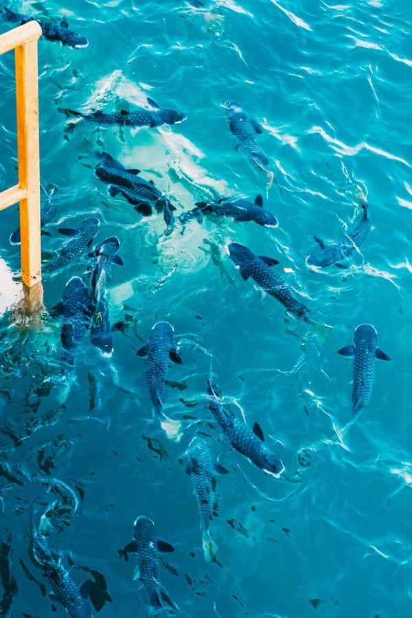 Darwin: Aquascene Fish Feeding Experience - Arriving at the Aquascene gate