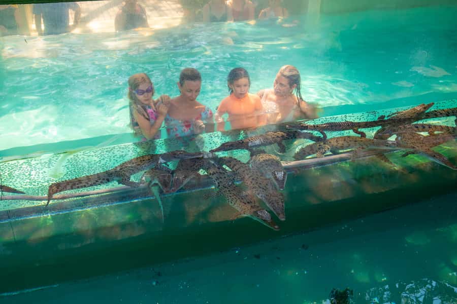 Darwin: Crocosaurus Cove Entry & Hop-on-Hop-Off Bus Tour - The city bus gives you a broad first look at Darwin