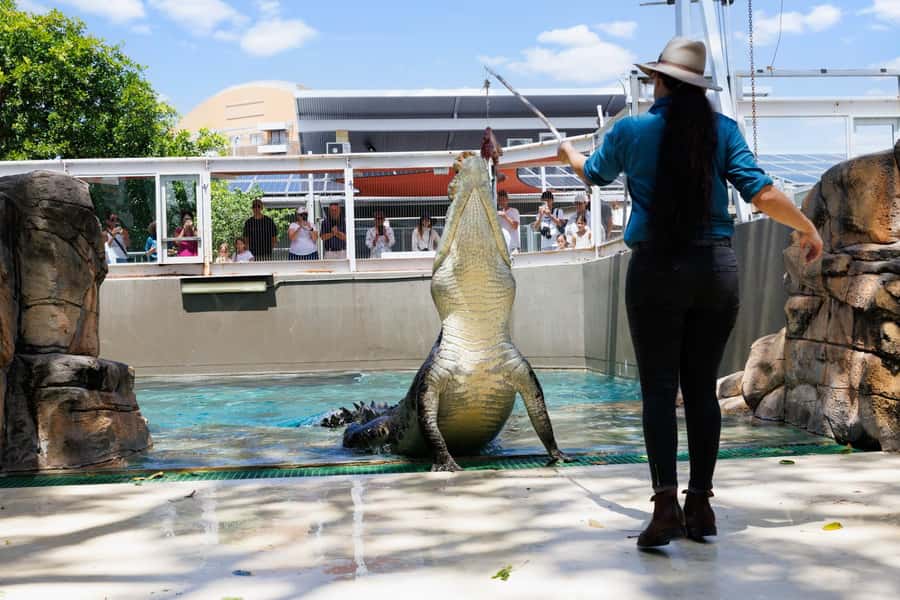 Darwin: Crocosaurus Cove Entry & Hop-on-Hop-Off Bus Tour - Who will get the most from this pass