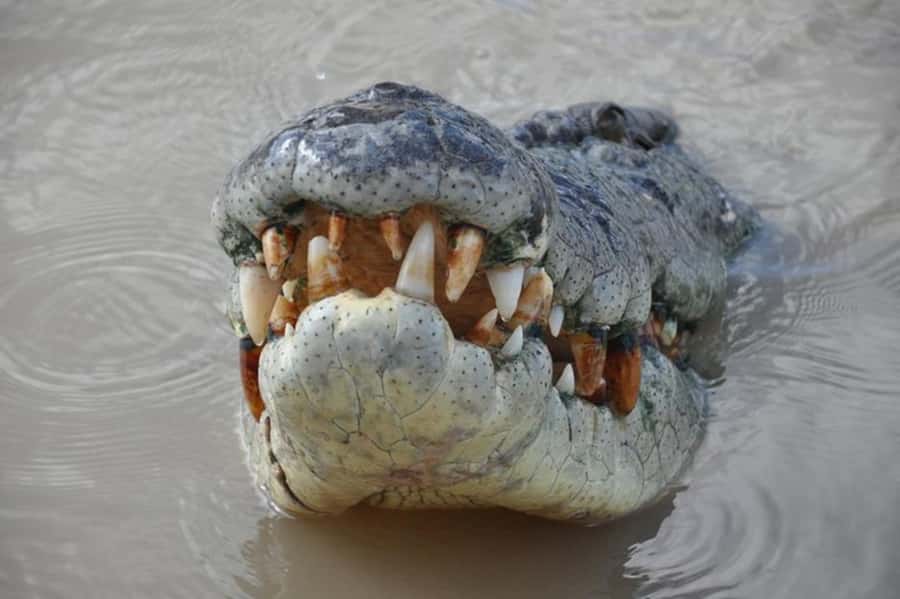 Darwin: Jumping Crocodile Adventure Cruise with Lunch - Key points before you book