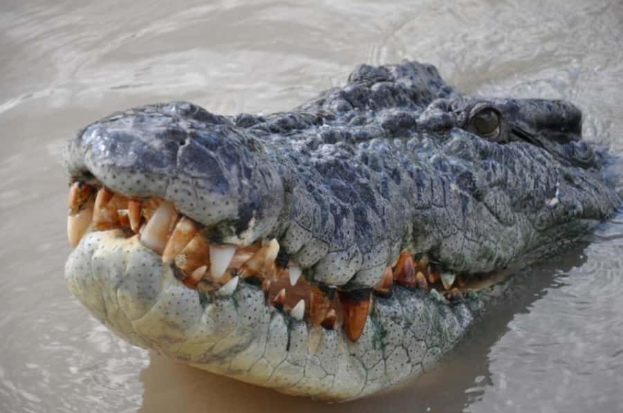 Darwin: Jumping Crocodile Adventure Cruise with Lunch - Four hours is short, but the route is well packed